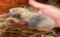 English Lop rabbits for sale: Beautiful mix of colours - Image 1