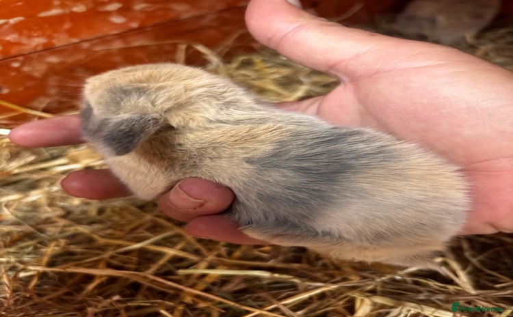 English Lop rabbits - Advert 1
