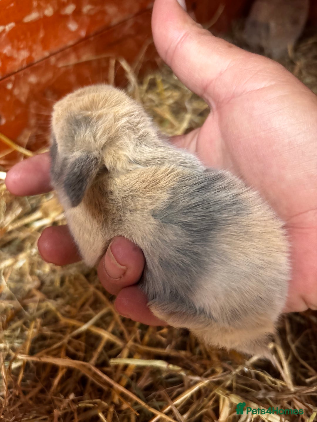 English Lop rabbits for sale: Beautiful mix of colours - Image 1