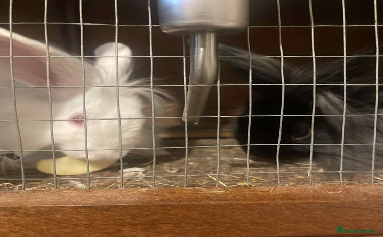 Lionhead rabbits - Advert 1