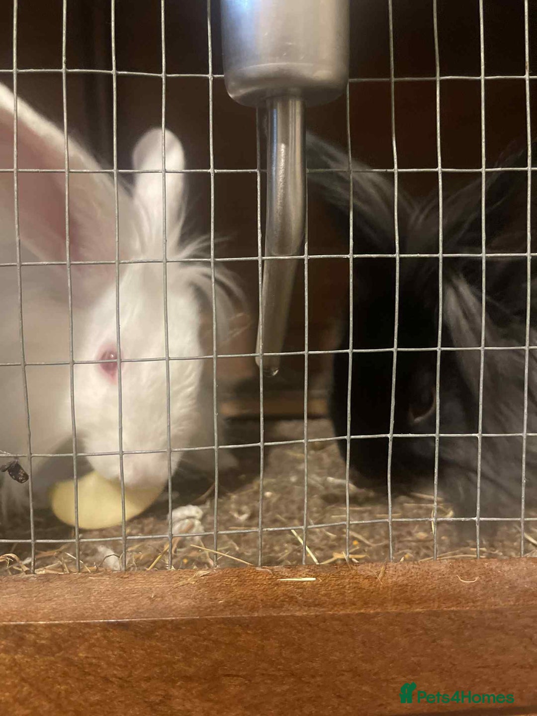 Lionhead rabbits for sale: Two Lionhead Rabbits  - Image 1
