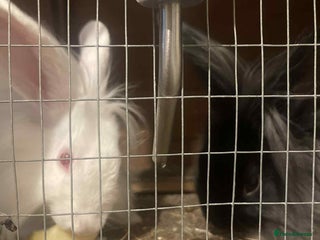 Lionhead rabbits - Advert 3