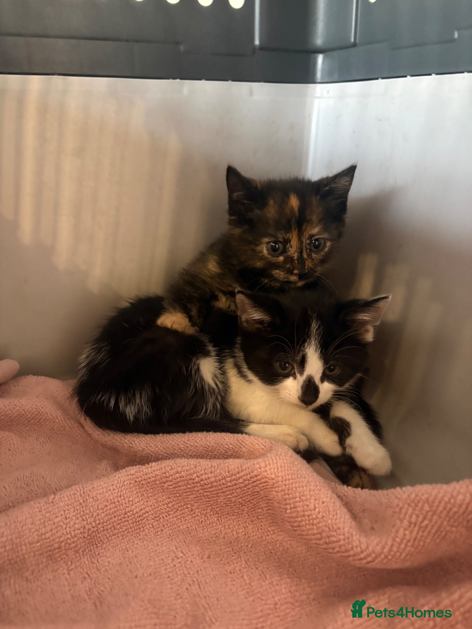 Mixed Breed cats 🐾 Adorable Kittens Looking for Their Forever Home - Advert 2