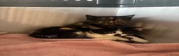 Mixed Breed cats for sale: 🐾 Adorable Kittens Looking for Their Forever Home - Advert 1