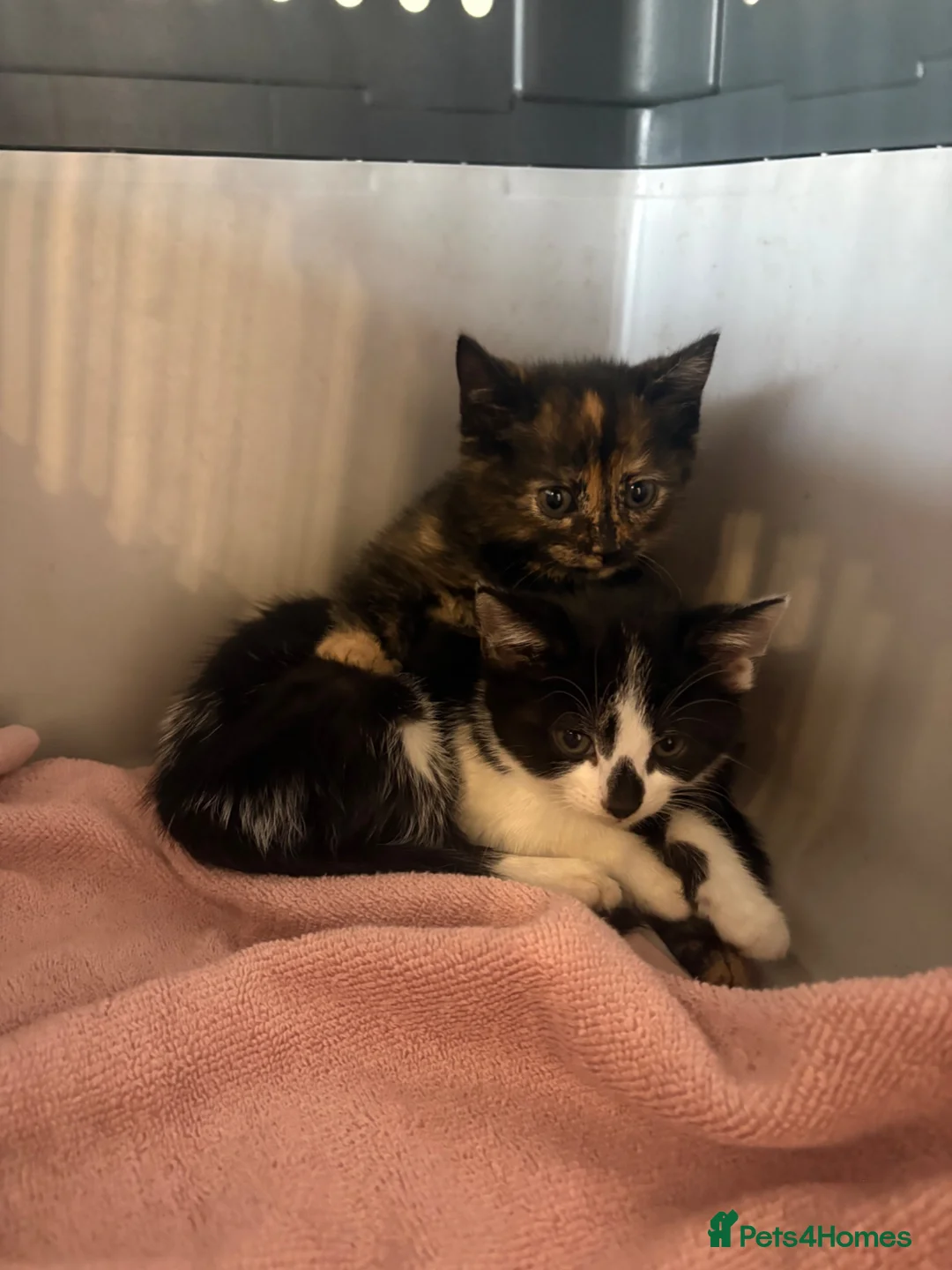 Mixed Breed cats for sale: 🐾 Adorable Kittens Looking for Their Forever Home - Advert 1