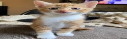 Mixed Breed cats for sale: 🐾 Adorable ginger kittens for sale, Chester 🐾  - Advert 7