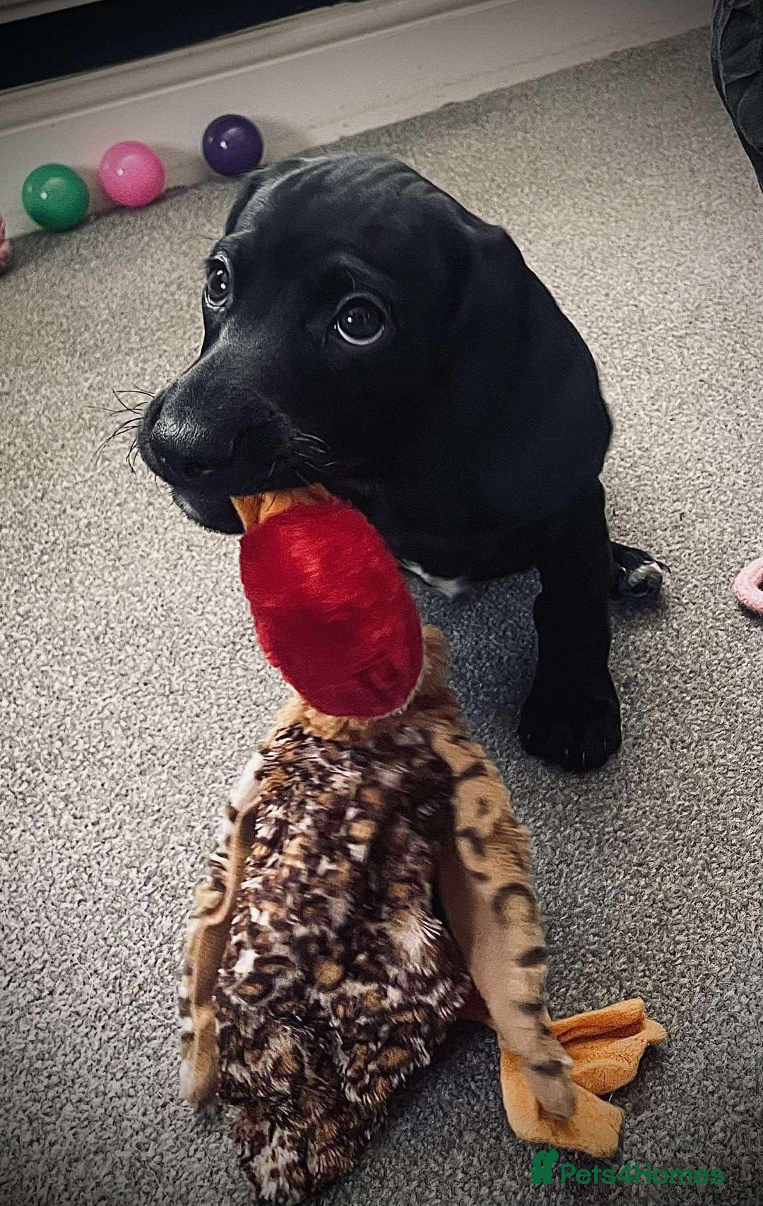 Mixed Breed dogs for sale: Docker puppy’s  - Image 9