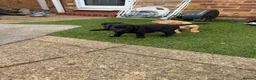 Labrador Retriever dogs for sale: Puppies for sal in Slough - Advert 7