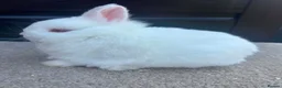 Netherland Dwarf rabbits for sale: Netherland Dwarf youngsters - Advert 2
