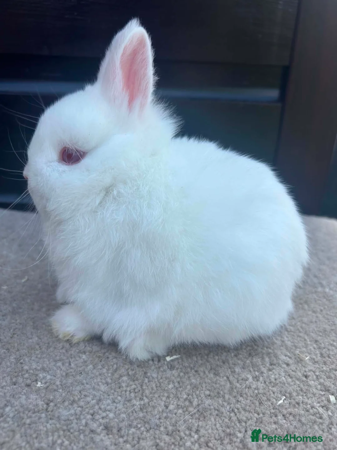 Netherland Dwarf rabbits for sale: Netherland Dwarf youngsters - Advert 2