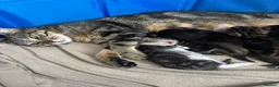 Domestic Shorthair cats for sale: Kittens for sale  - Advert 2