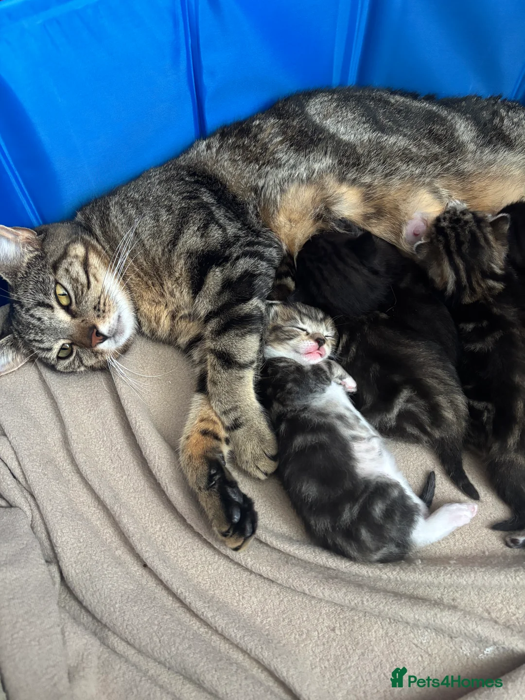 Domestic Shorthair cats for sale: Kittens for sale  - Advert 2