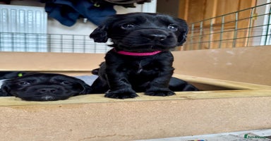 Cocker Spaniel dogs - Advert 5