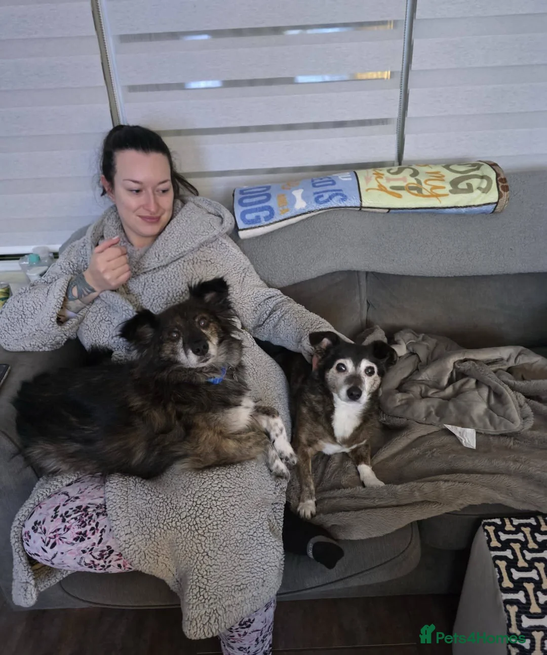 Mixed Breed dogs for adoption: Meet Gizmo, currently residing in Lancashire  - Advert 8