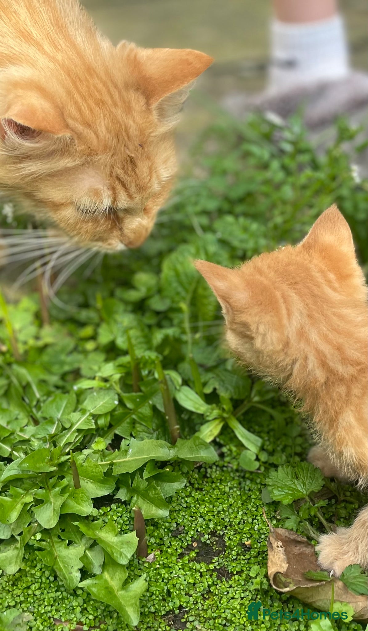 Mixed Breed cats Half Maine coon short haired kitten  - Advert 2