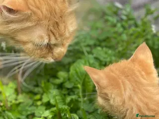 Mixed Breed cats Half Maine coon short haired kitten - Advert 2