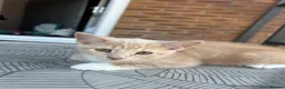 Mixed Breed cats for sale: Female shorthair kitten  in Grimsby - Advert 1