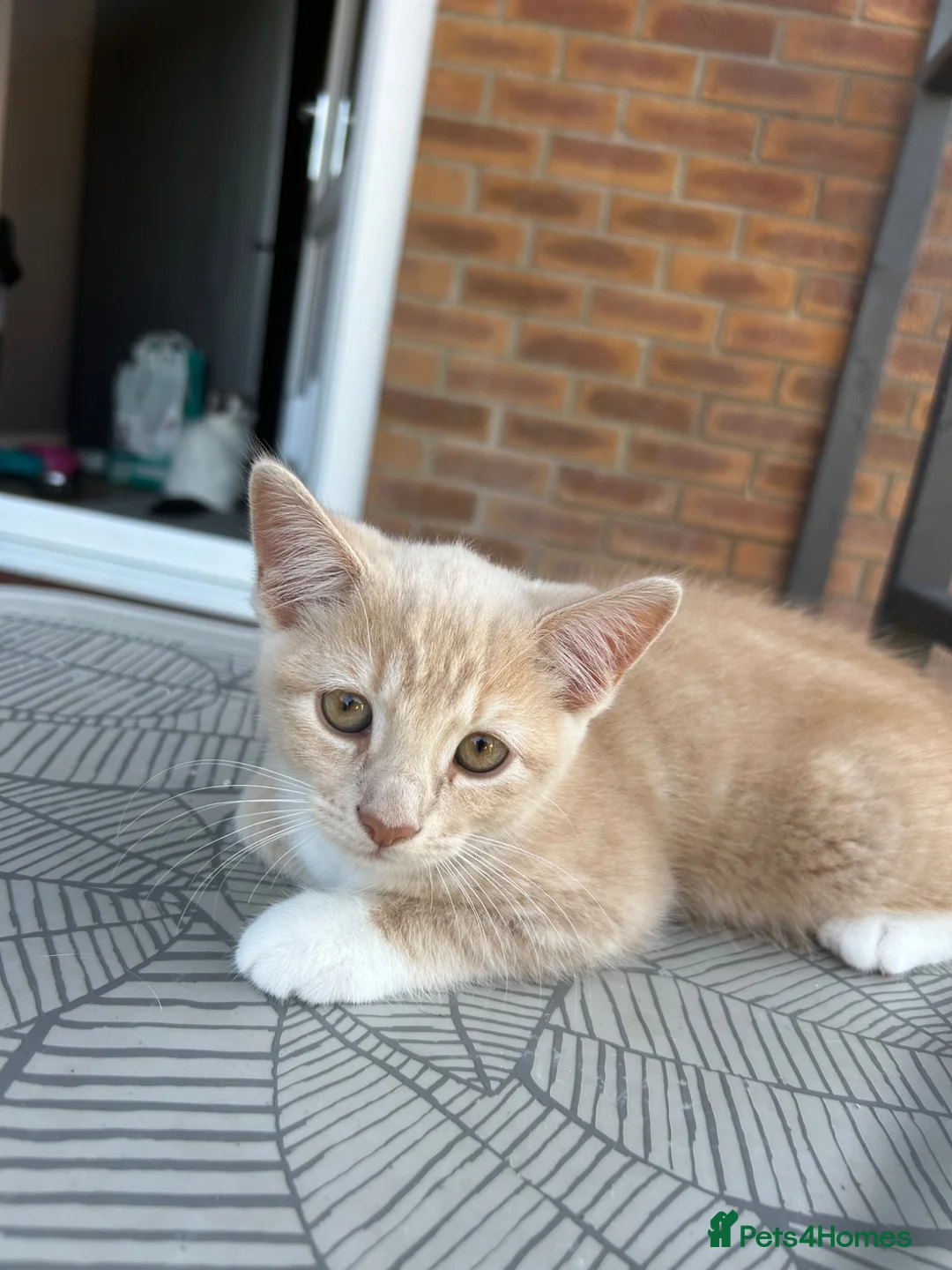 Mixed Breed cats for sale: Female shorthair kitten  in Grimsby - Advert 1