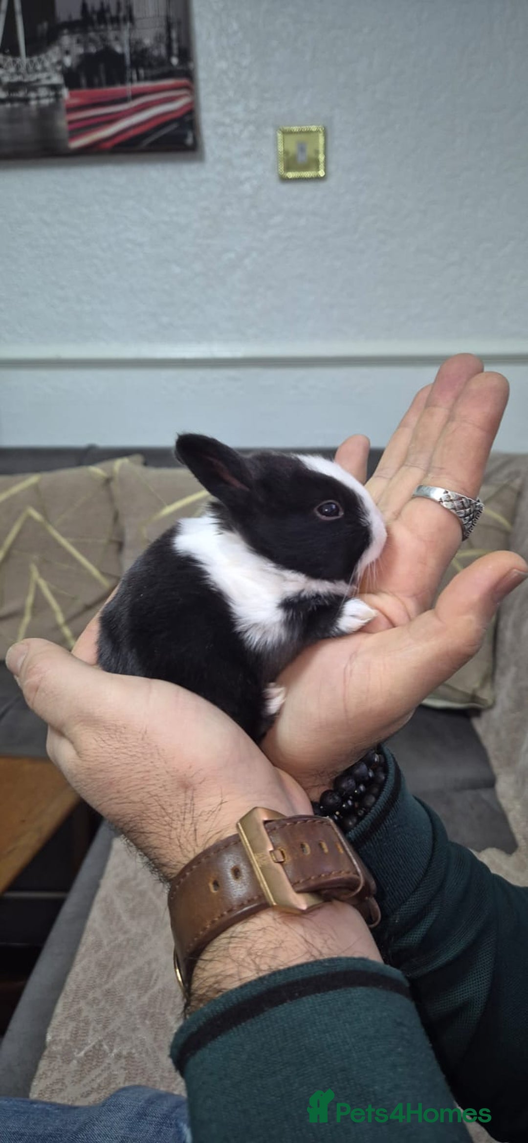 Tri Coloured Dutch rabbits for sale: They are 22 days old and mix Dutch and Rex  - Advert 13