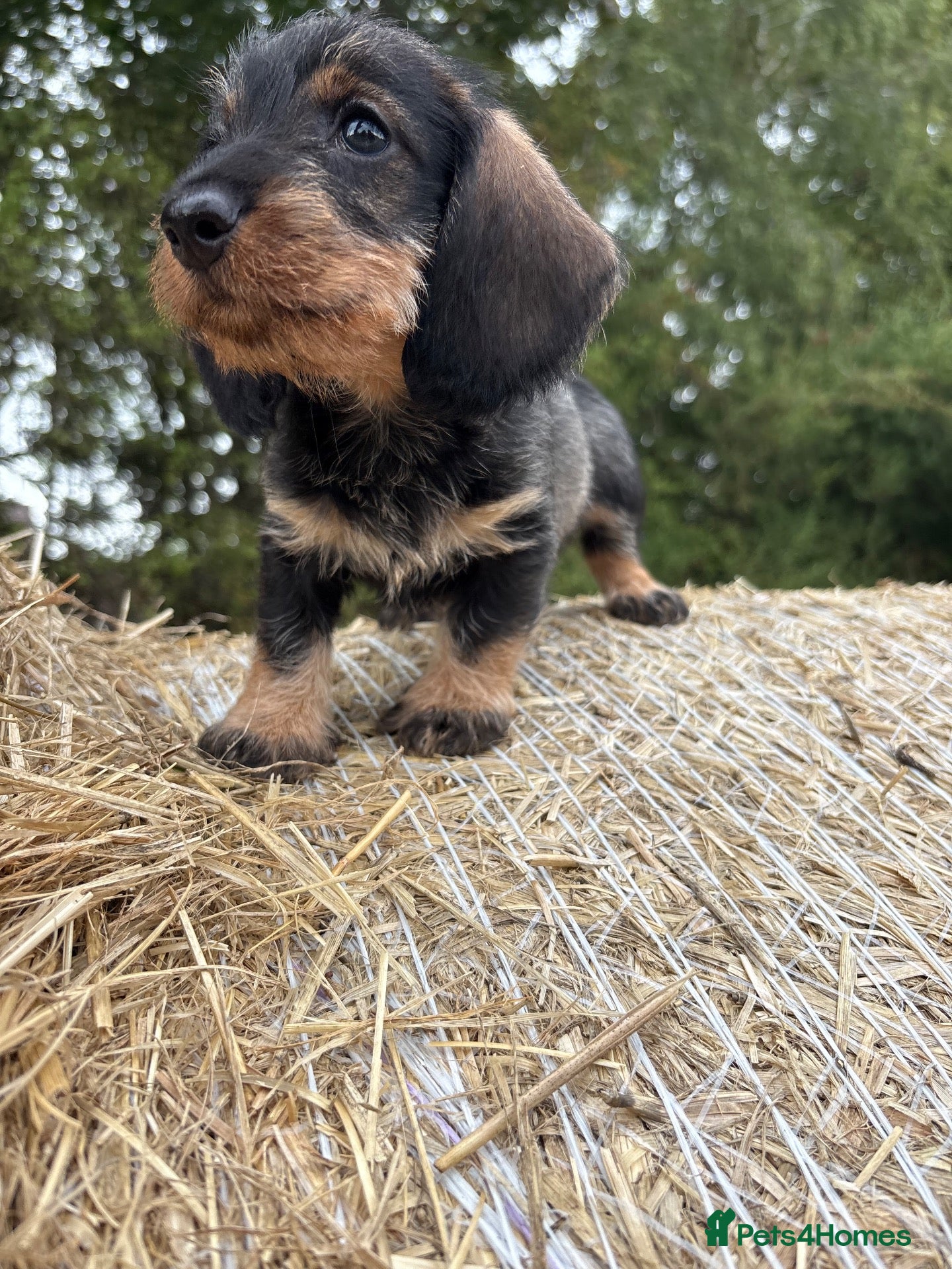 Dachshund dogs ✨Health tested quality KC standard dachshunds✨  - Advert 1