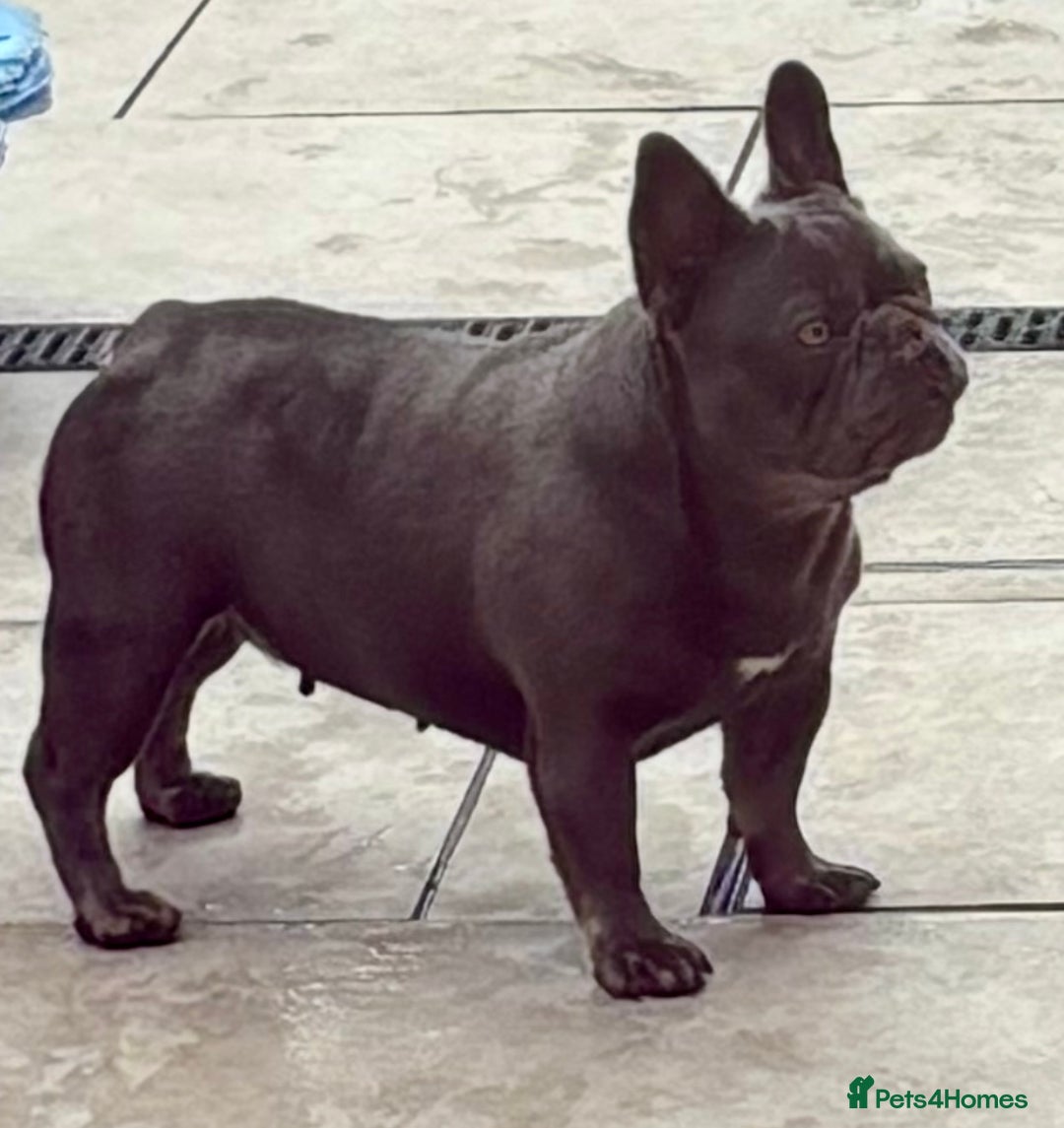 French Bulldog dogs for sale: QUALITY HOME BRED FRENCH BULLDOG PUPPIES - Image 12