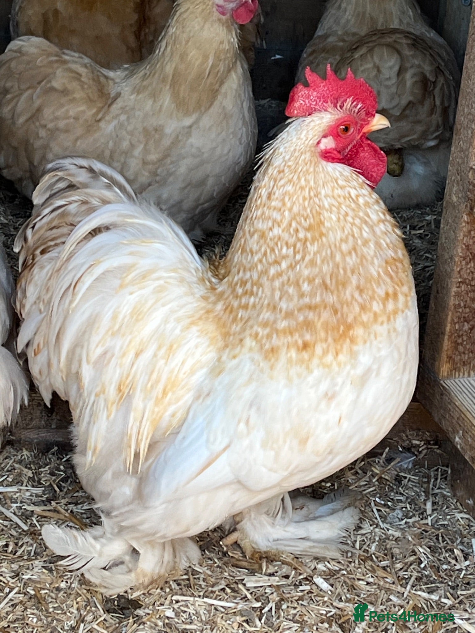 Chickens poultry Trio lemon Pekin - Advert 4