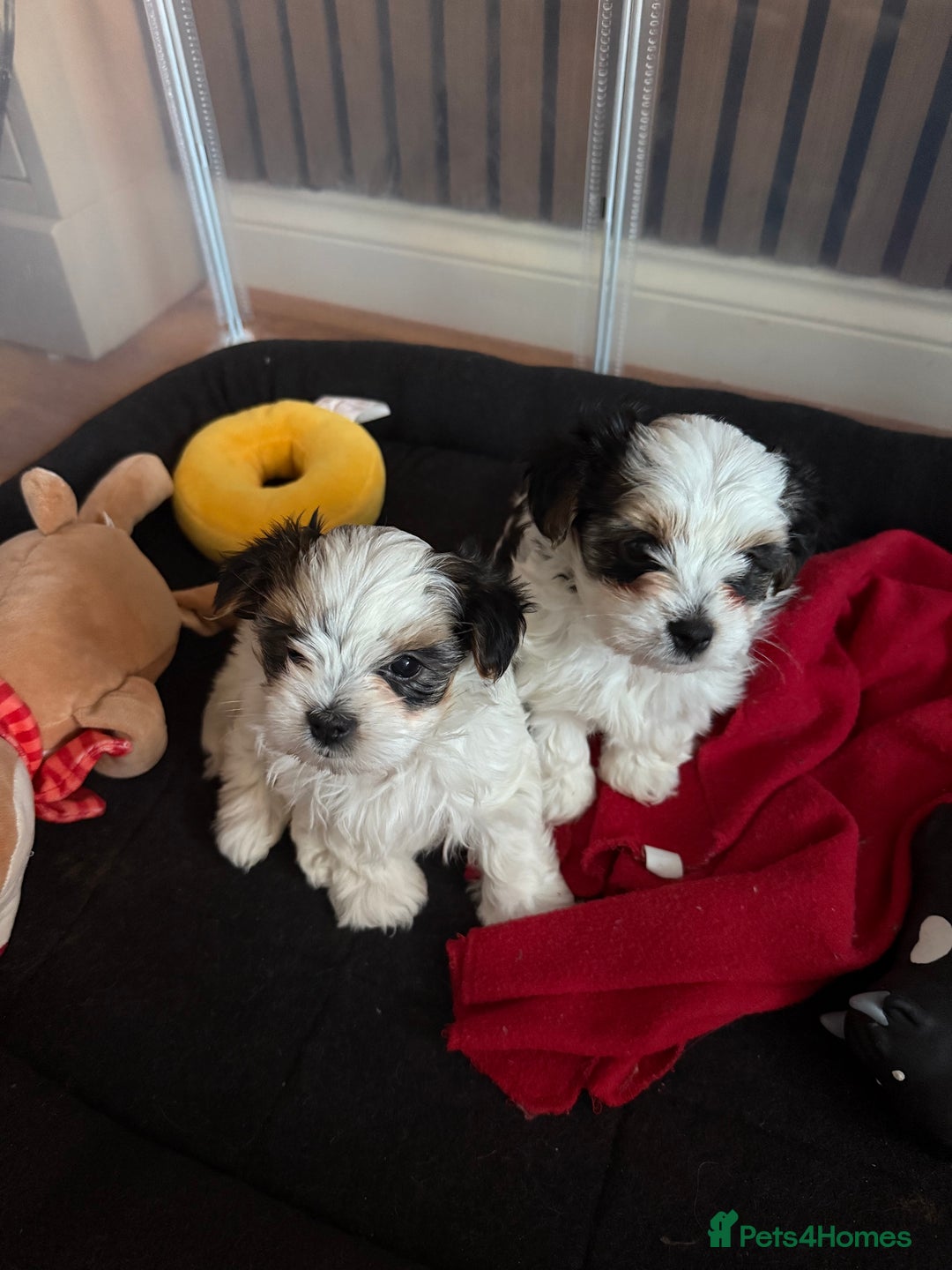 Biewer Terrier dogs for sale: 1 Beautiful Boy Available!!! - Advert 23