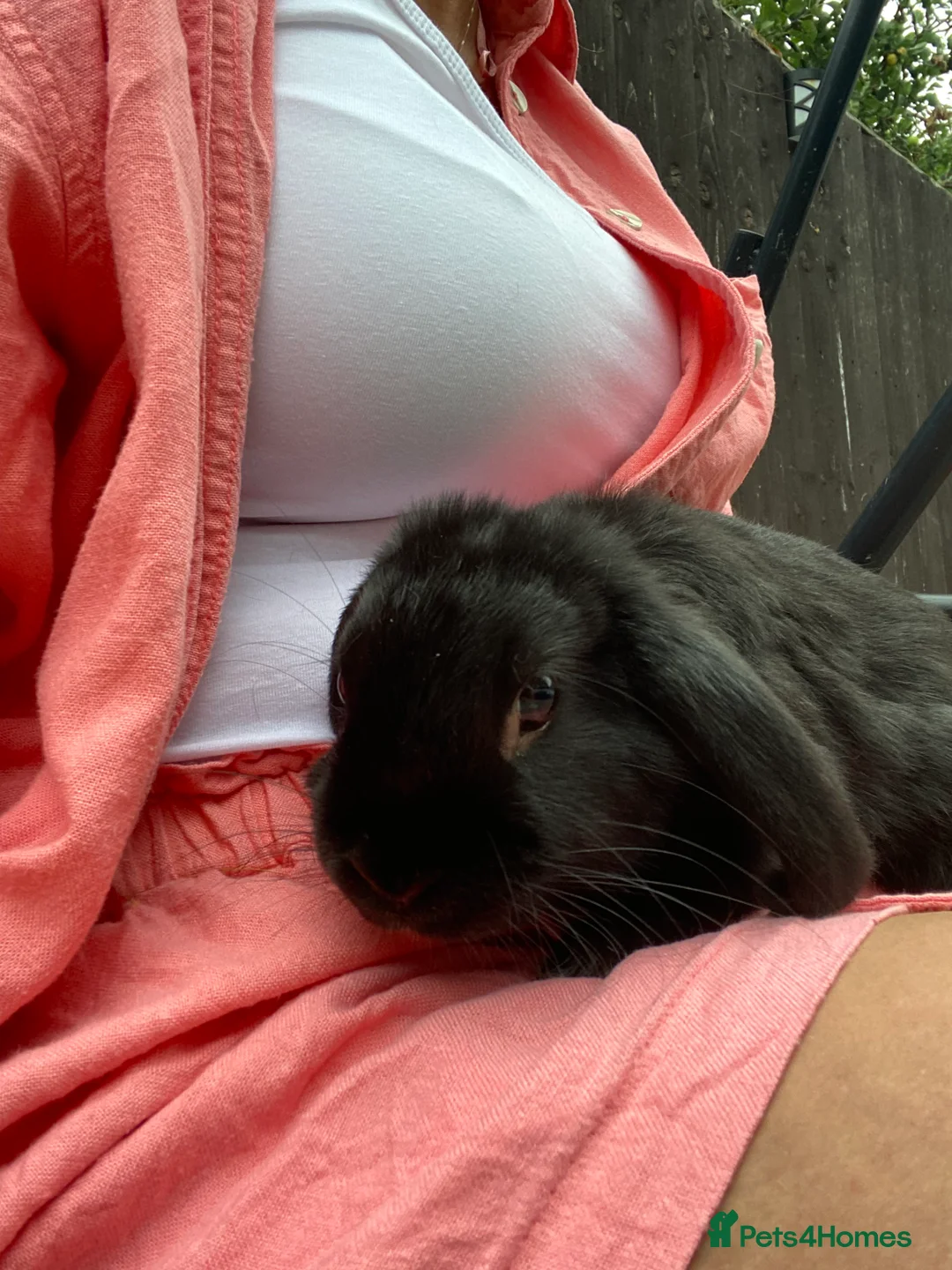 Mini Lop rabbits for sale: Black female mini lop buns  - Advert 2