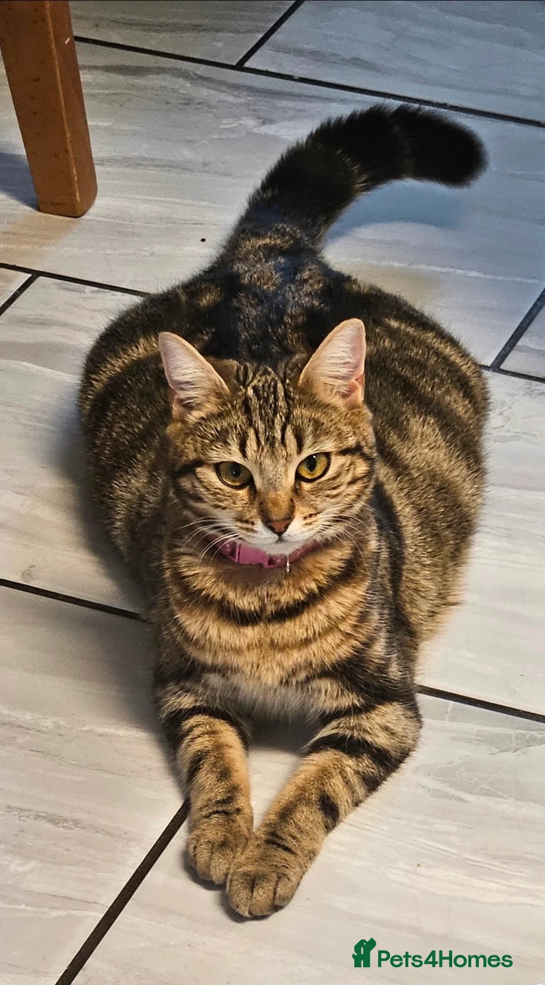 Mixed Breed cats for sale: Kittens looking for Loving Homes - Advert 2