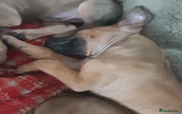 Rhodesian Ridgeback dogs for sale: 🦁KC RHODESIAN RIDGEBACKS PUPPIES🦁  - Image 16