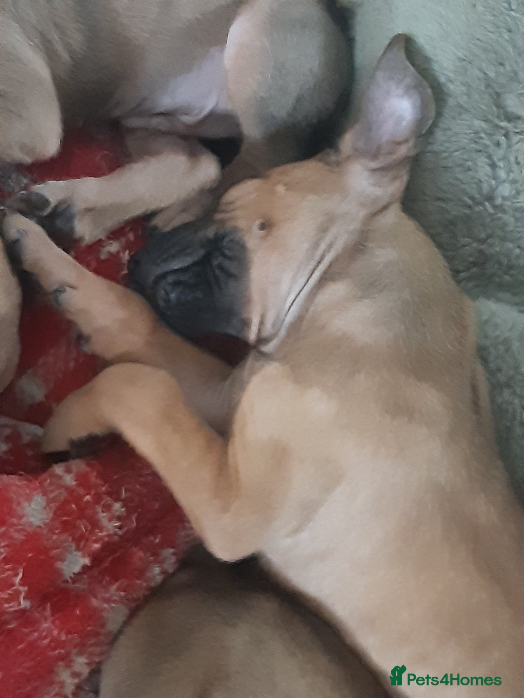 Rhodesian Ridgeback dogs for sale: 🦁KC RHODESIAN RIDGEBACKS PUPPIES🦁  - Image 16