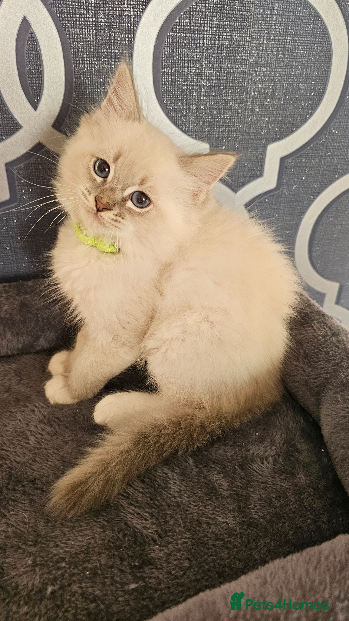 Ragdoll cats 5⭐️ Council licence held. GCCF reg kittens  - Advert 1