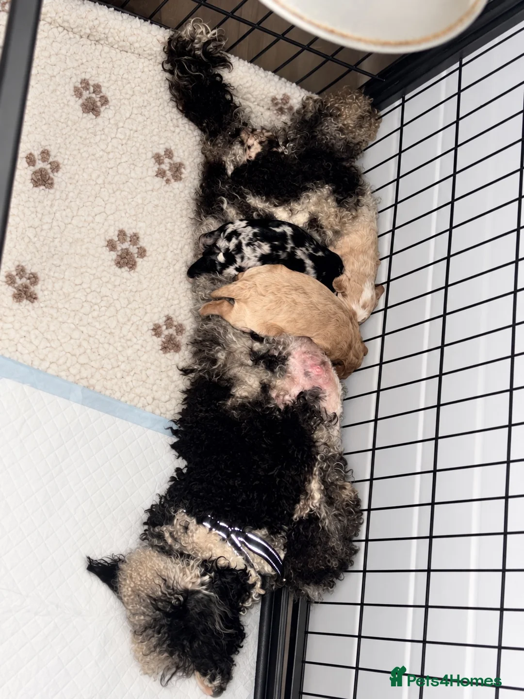 Cavapoo dogs for sale: Stunning mini cavapoos - Advert 2