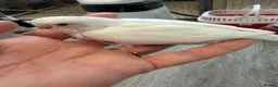 Budgerigars birds for sale: Hand Tame Budgie Chicks - Ready Soon  - Advert 2