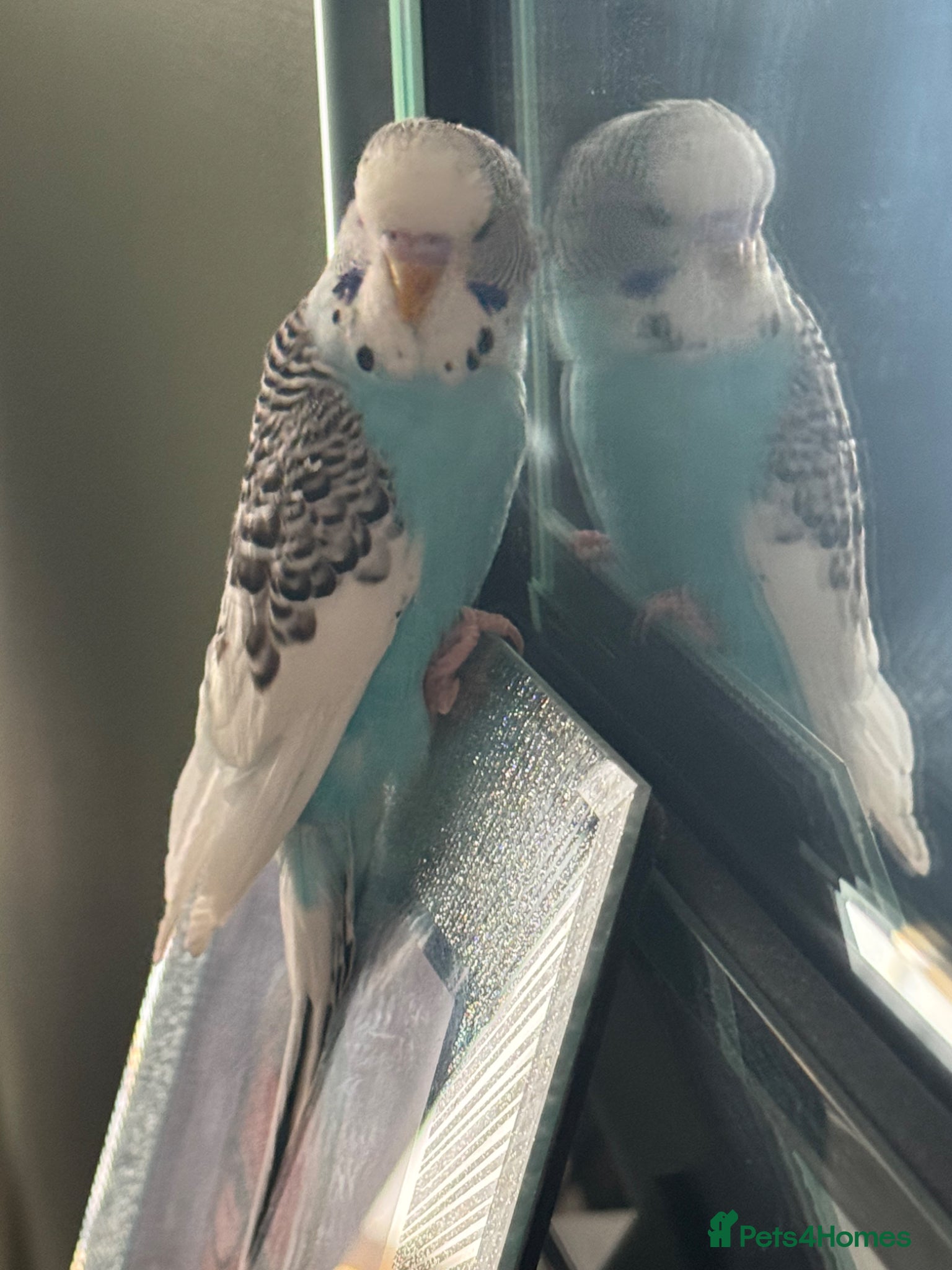 Budgerigars birds Young Male Budgie Cage & Accessories Included - Advert 5