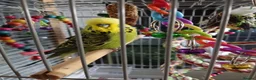Budgerigars birds for sale: Budgies for sale  in Derby - Advert 3