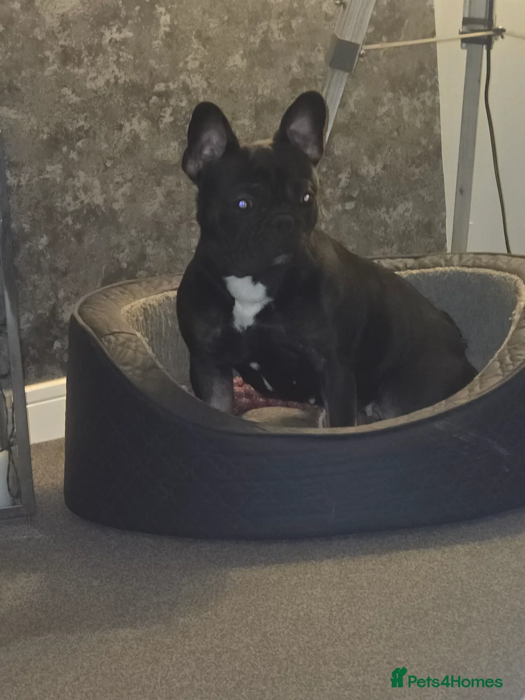 French Bulldog dogs for sale: French bulldog  - Advert 2
