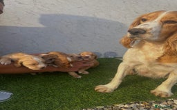 Cocker Spaniel dogs for sale: 🐾 Reservation list now open🐾 - Image 12