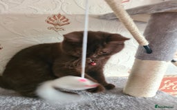 British Shorthair cats for sale: British Short-hair - Image 5