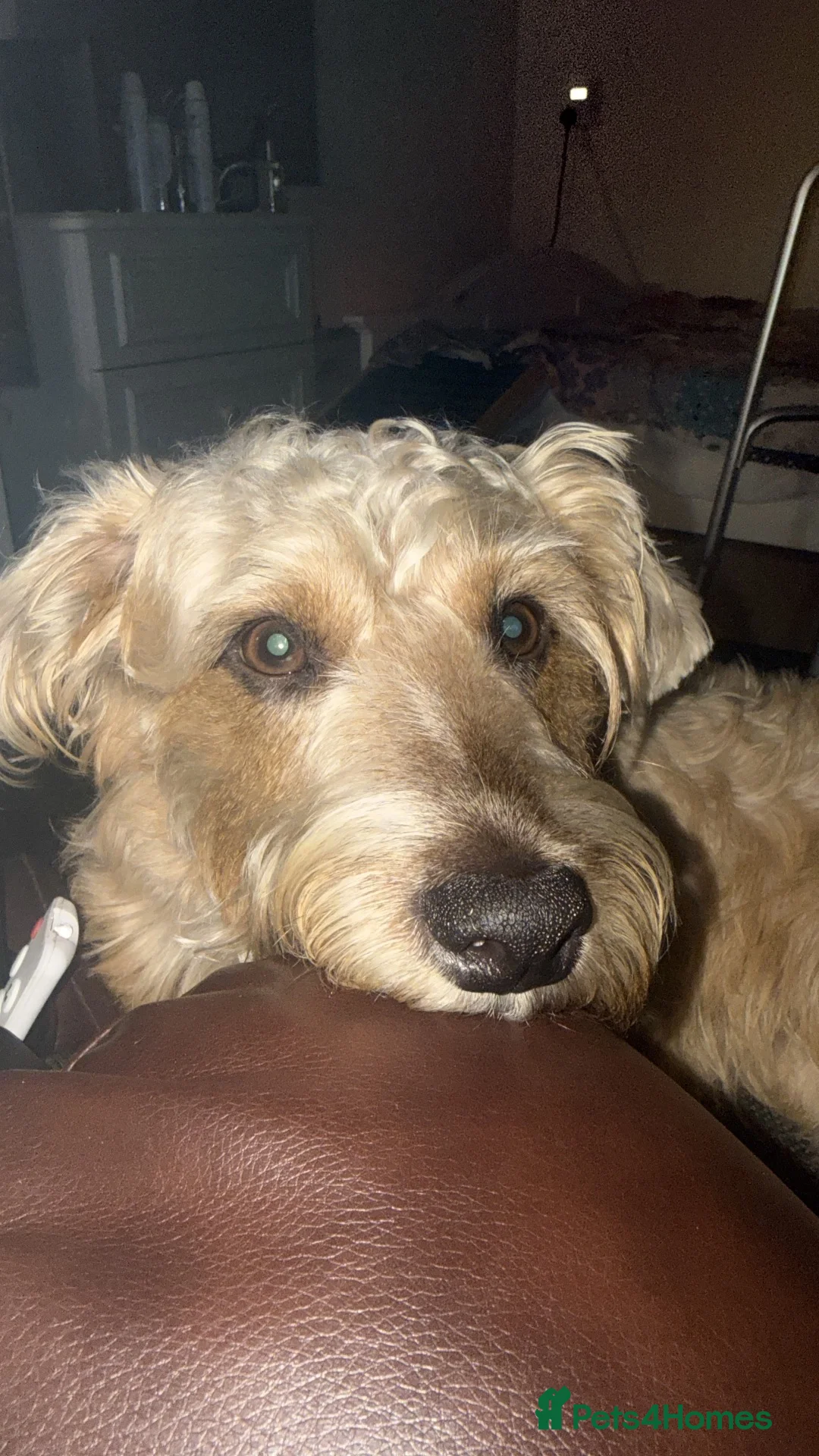 Mixed Breed dogs for sale: Jack Russell cross in Southampton - Advert 14