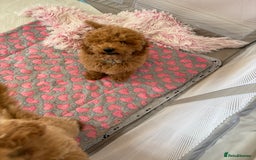 Toy Poodle dogs for sale: Nela  - Image 2
