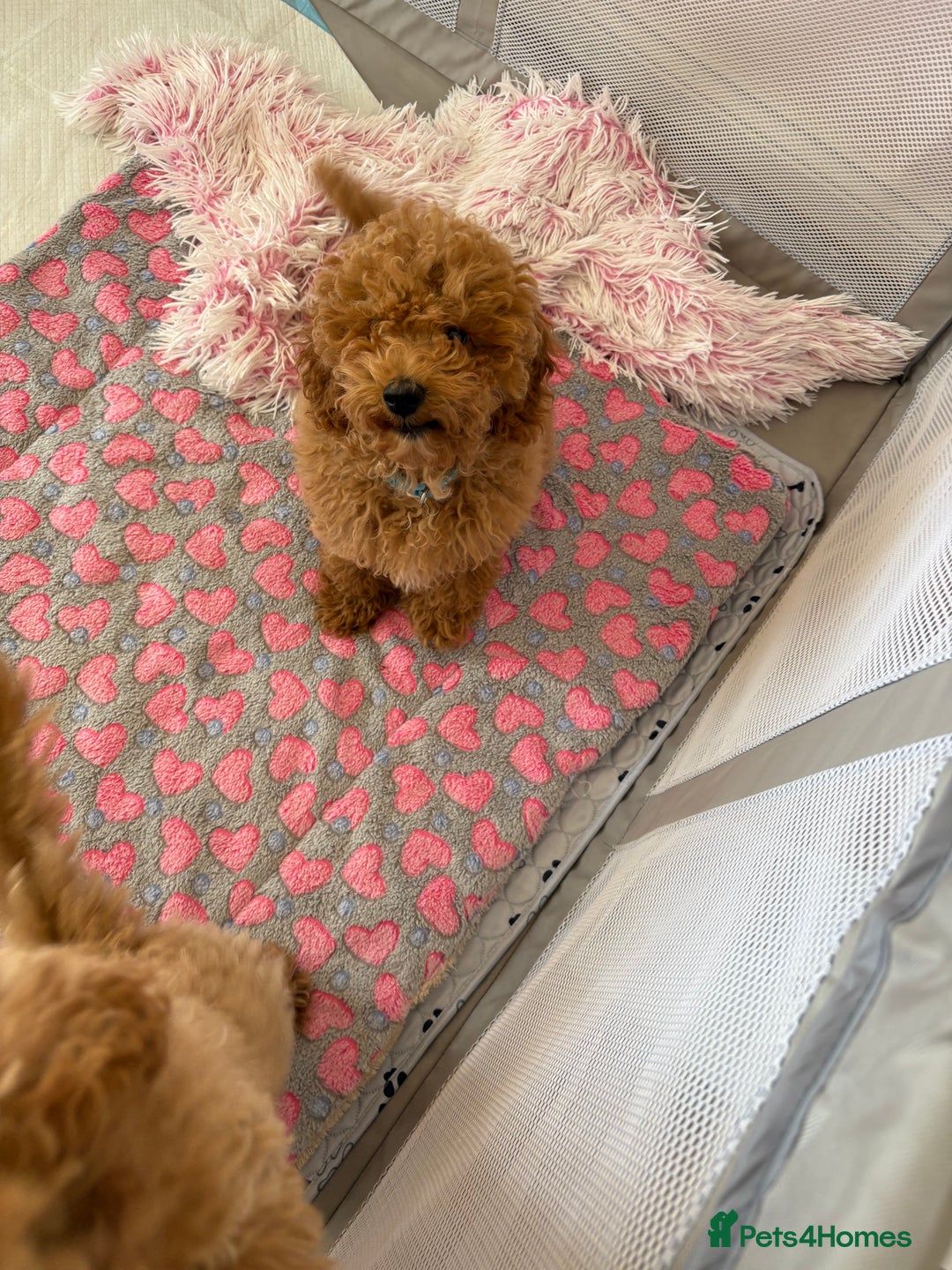 Toy Poodle dogs for sale: Nela  - Image 2