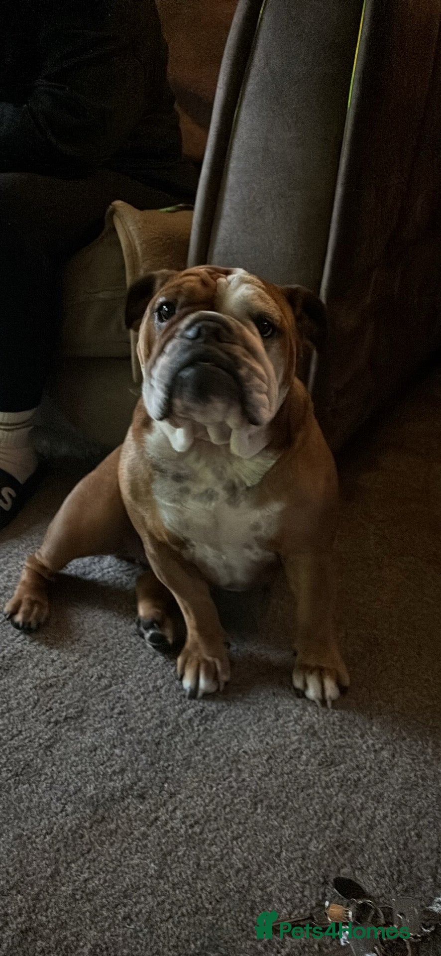 English Bulldog dogs for sale: Bulldog  - Advert 9
