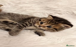 British Shorthair cats for sale: 🐾 Adorable British Shorthair Kittens for Sale 🐾 - Image 4