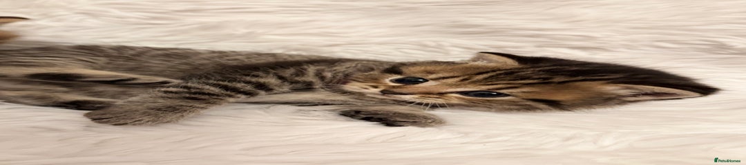 British Shorthair Kitten 3