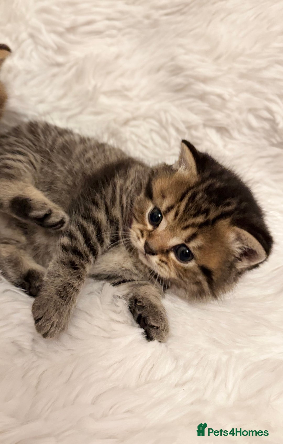 British Shorthair cats for sale: 🐾 Adorable British Shorthair Kittens for Sale 🐾 - Image 4