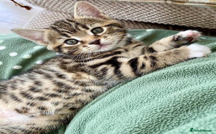 Mixed Breed cats - Advert 3