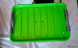 Gecko reptiles for sale: Crested Gecko  - Advert 7