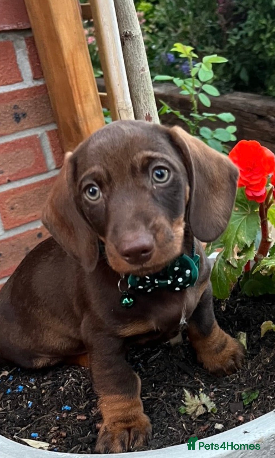 Dachshund dogs 💎💎 Rare Solid Blue & Choc & Tan Mini Dachshunds  - Advert 2