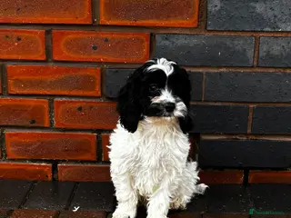 Cavapoo dogs Adorable Cavapoo puppies - Advert 1